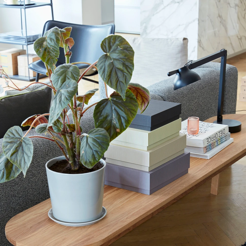 Hay PC Double Arm Tischleuchte 4 Hay PC Double Arm Tischleuchte – Bild 2