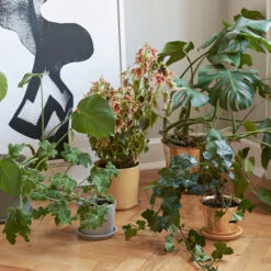 Hay Botanical Family Blumentopf -Hay botanical family galleri 4 f245c96f81